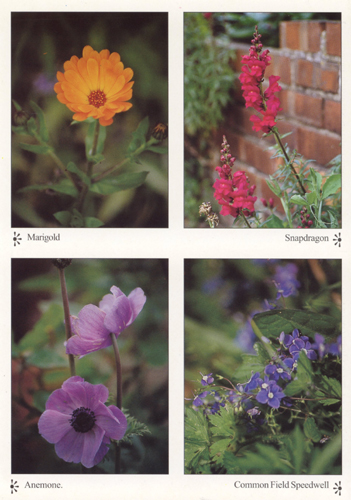 A Pack of 10 Flowers (Marigold, Snapdragon, Anemone, Common Field Speedwell) A4 Greetings Cards