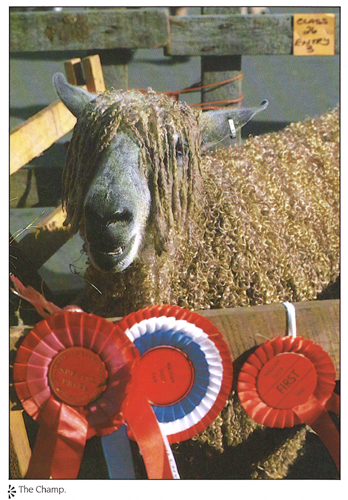 The Champ A4 Greetings Cards