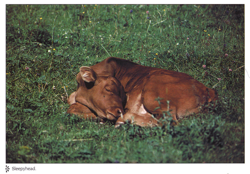 Sleepyhead A4 Greetings Cards