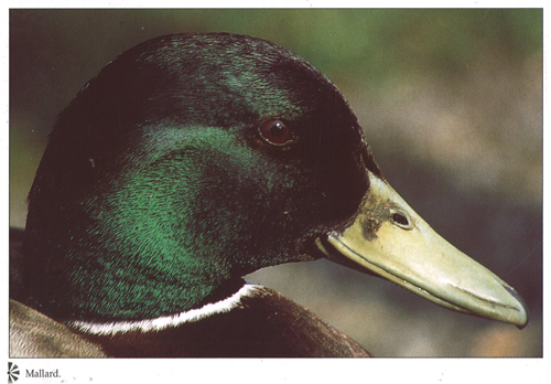 Mallard A4 Greetings Cards