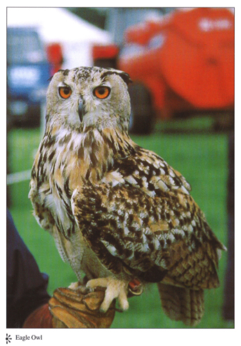 Eagle Owl A4 Greetings Cards