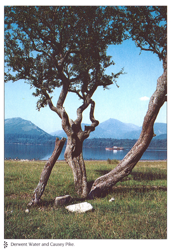 Derwent Water and Causey Pike A4 Greetings Cards