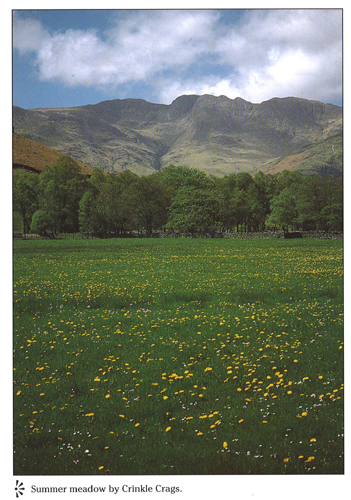 Summer meadow by Crinkle Crags A4 Greetings Cards