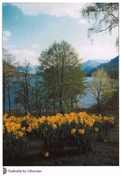 Daffodils by Ullswater A4 Greetings Cards