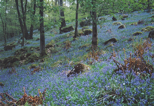 Bluebells A4 Greetings Cards