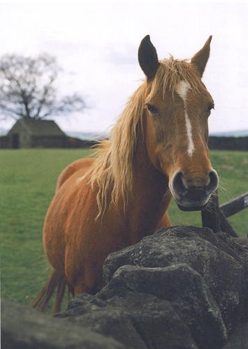 Horse A4 Greetings Cards