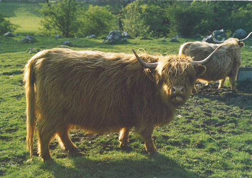 Highland cow A4 Greetings Cards