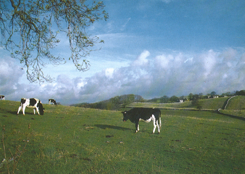 Cows Grazing A4 Greetings Cards