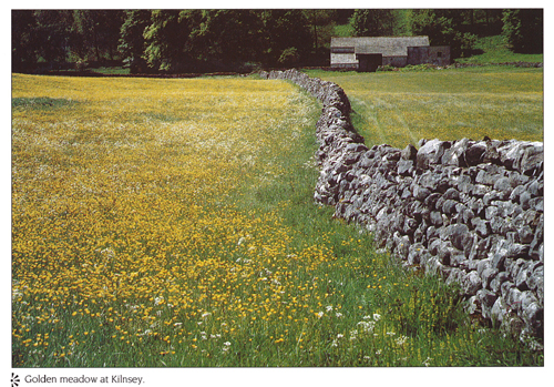 Golden meadow at Kilnsey A4 Greetings Cards