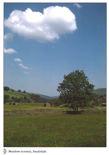 Meadow scenery, Swaledale A4 Greetings Cards