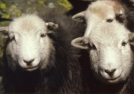 Herdwick Sheep A5 Greetings Cards