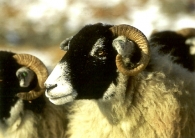 Swaledale Sheep A5 Greetings Cards