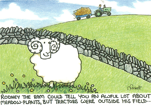 Rodney the Ram could tell you an awful lot about meadow-plants...A5 Greetings Cards