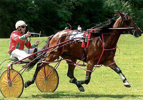 Harness Racing, Appleby Horse Fair A5 Greetings Cards