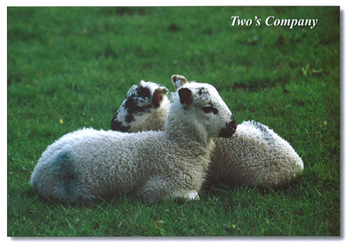 Two's Company A5 Greetings Cards