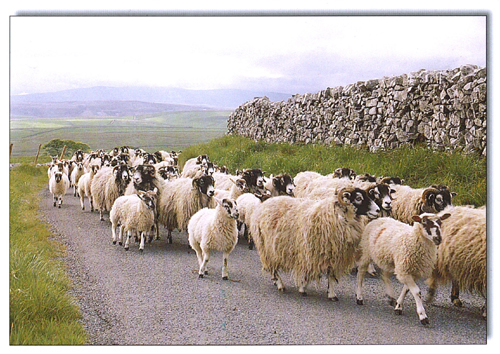 Sheep on Road A5 Greetings Cards