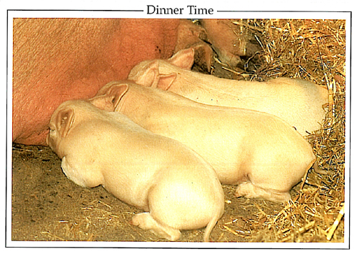 Dinner Time A5 Greetings Cards