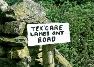 Tek Care Lambs Ont Road A5 Greetings Cards