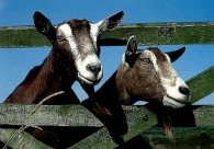 Goats A5 Greetings Cards