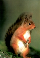 Red Squirrel A5 Greetings Cards