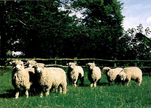 Lincoln Longwool Postcards