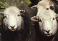 Herdwick Sheep Postcards