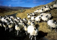Swaledale Sheep Postcards