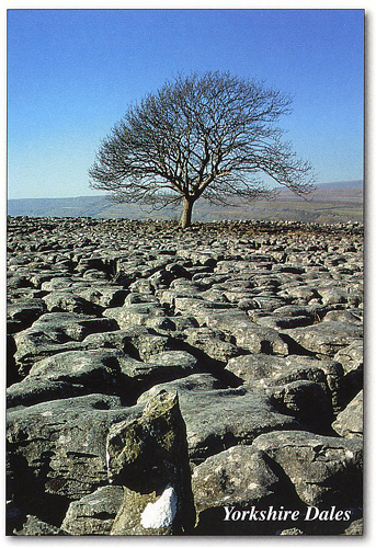 Yorkshire Dales (Limestone Pavement, Ingleborough) Postcards