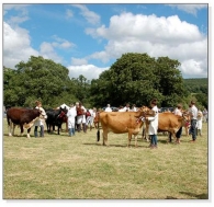 Cattle at a Show Square Cards