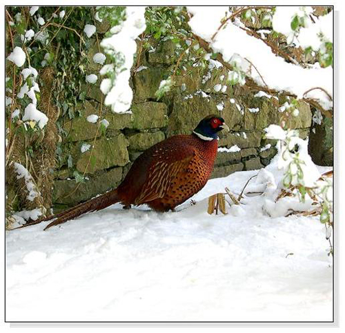 Pheasant in Winter Square Cards