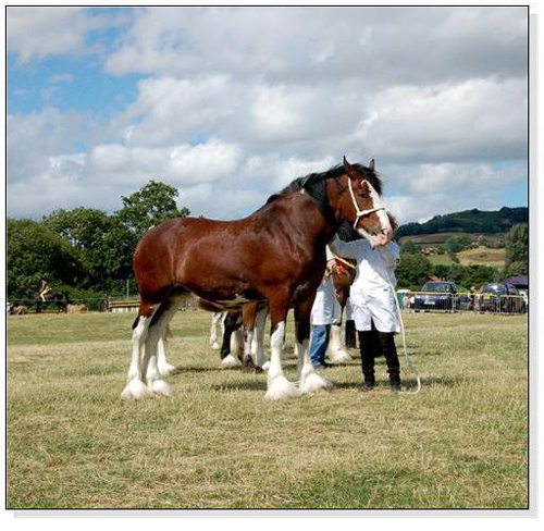 Shire Horse at a Show Square Cards
