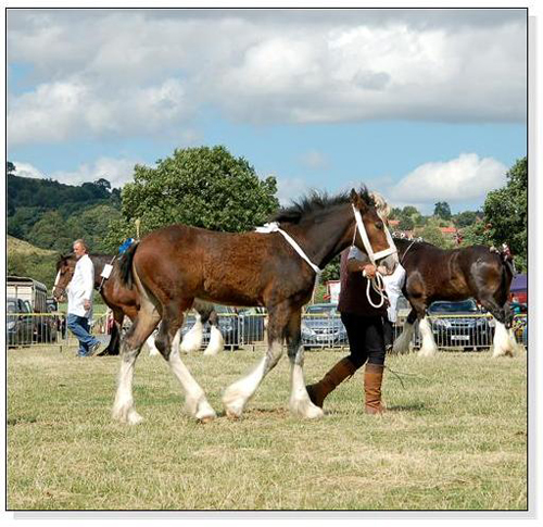 Shire Horse Foal at a Show Square Cards