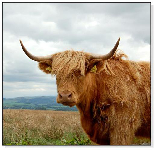 Highland Cow Square Cards