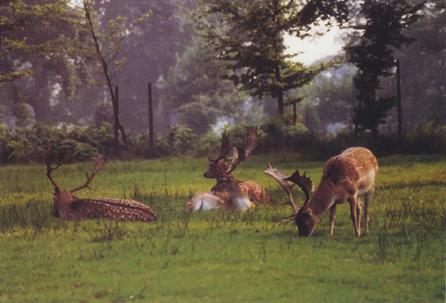 Deer Greetings Cards