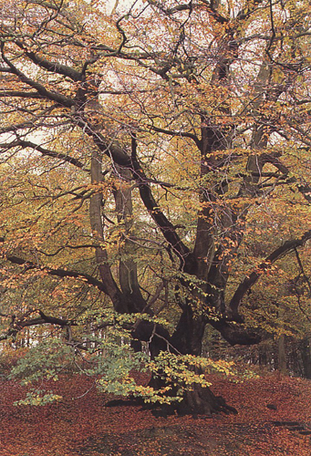 Oak Tree Greetings Cards