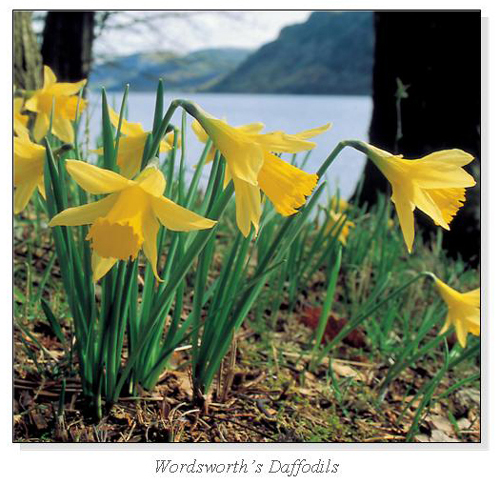 Wordsworth's Daffodils Square Cards