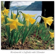 Wordsworth's Daffodils with Ullswater Square Cards