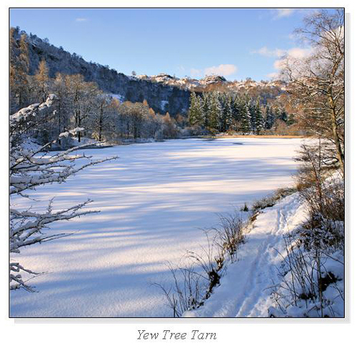 Yew Tree Tarn Square Cards