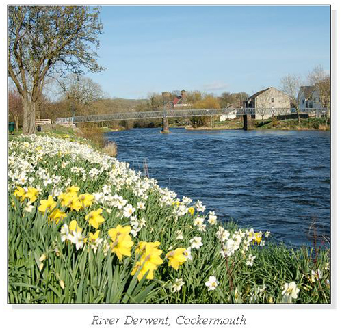 River Derwent, Cockermouth Square Cards