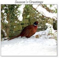 Pheasant in Winter Christmas Square Cards