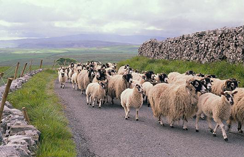 Sheep on Road Picture Magnets
