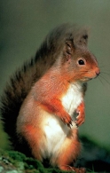Red Squirrel Picture Magnets