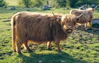 Highland Cow Picture Magnets