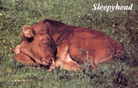 Sleepyhead (Calf) Picture Magnets