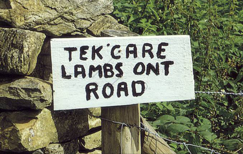 Tek Care Lambs Ont Road Picture Magnets