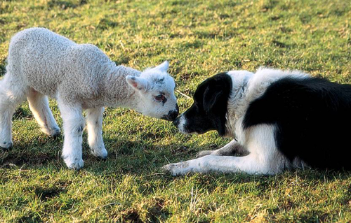Lamb & Collie Picture Magnets