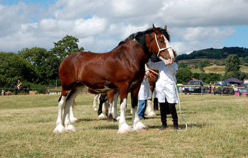 Shire Horse at a Show Picture Magnets