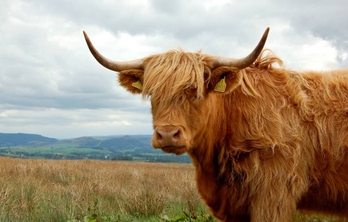 Highland Cow Picture Magnets