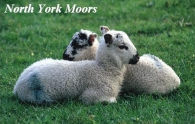 North York Moors Picture Magnets