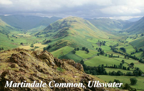 Martindale Common Picture Magnets